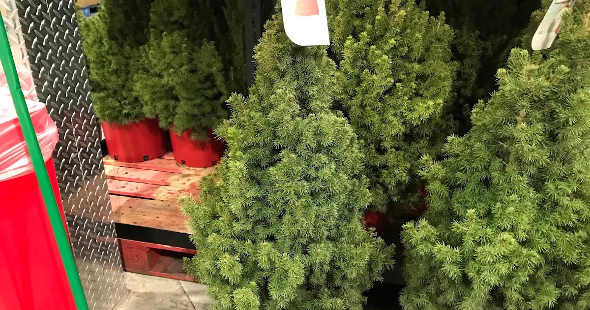 Dwarf Alberta Spruce Tree Costco Weekender