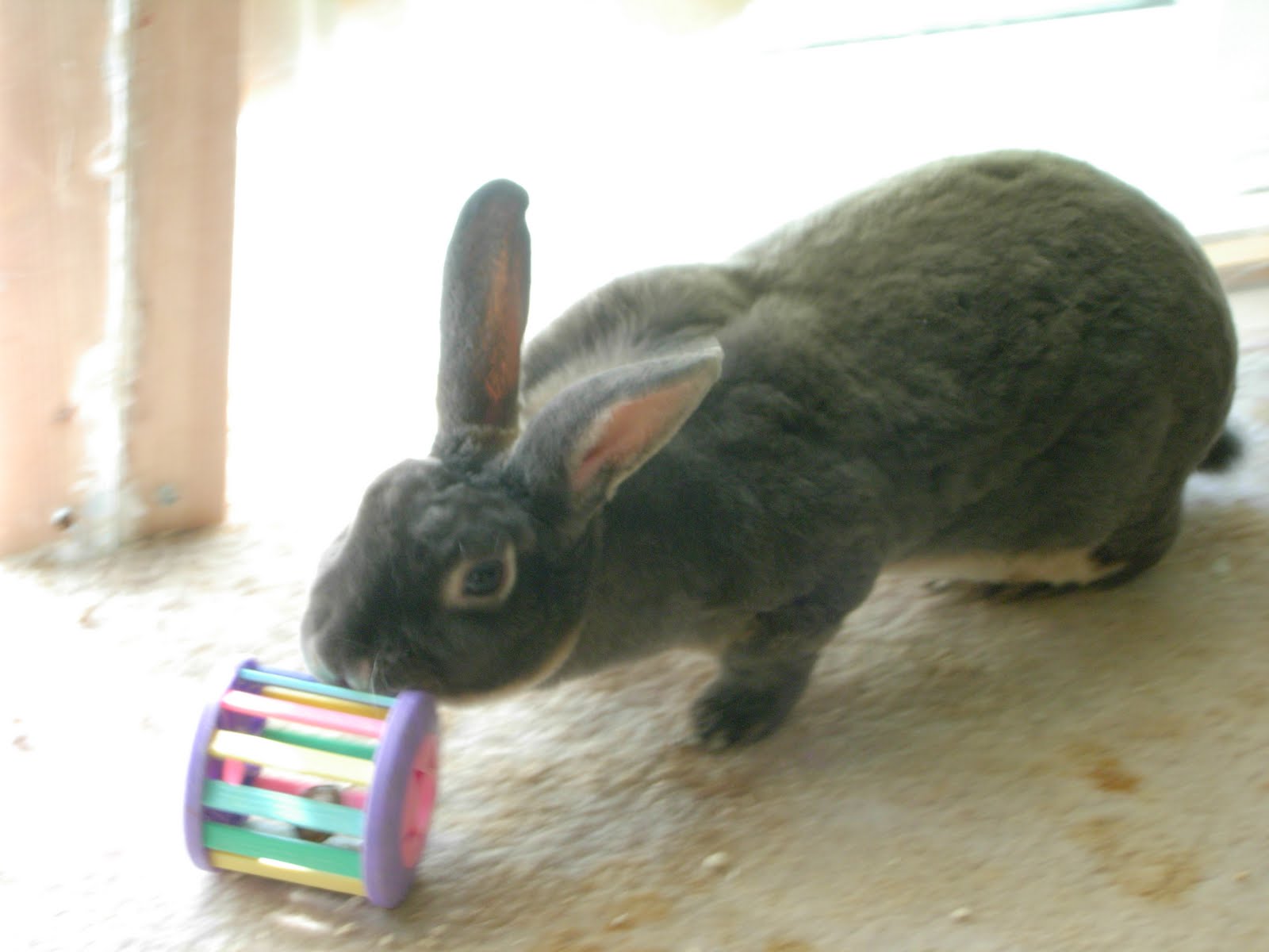 Rabbits In My Basement So, What's This About Rabbits in My Basement?