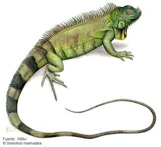 Iguana verde Iguana iguana