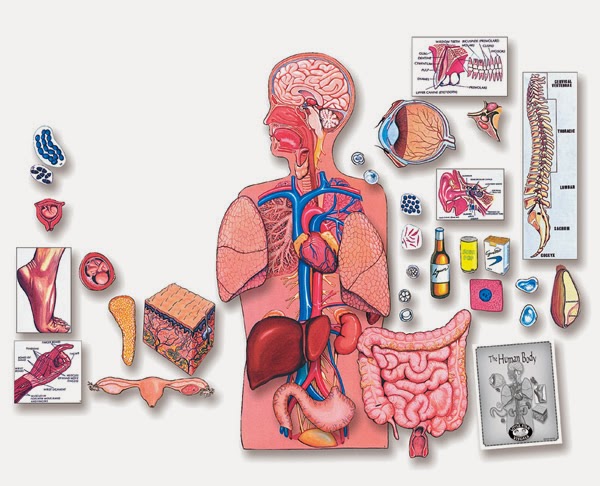 Unidades De Dolor Que Soporta El Cuerpo Humano