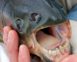 Pacu, Ikan Yang Memiliki Gigi Seperti Manusia