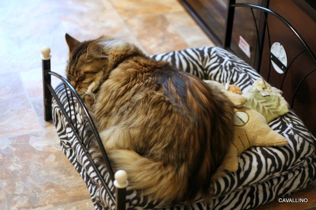 Cavallino 猫 ねこ ネコ たまには古手中心で ファントムなど