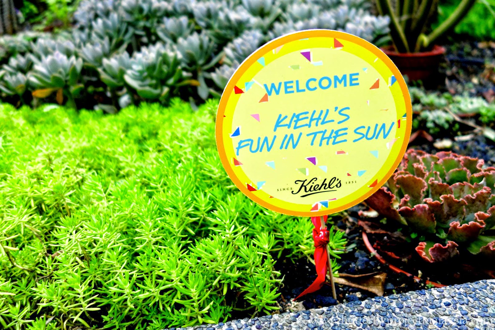 Carolyn S Lavender Garden Althea Angels Haul Review Althea Petal