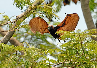Golden capped fruit Bat