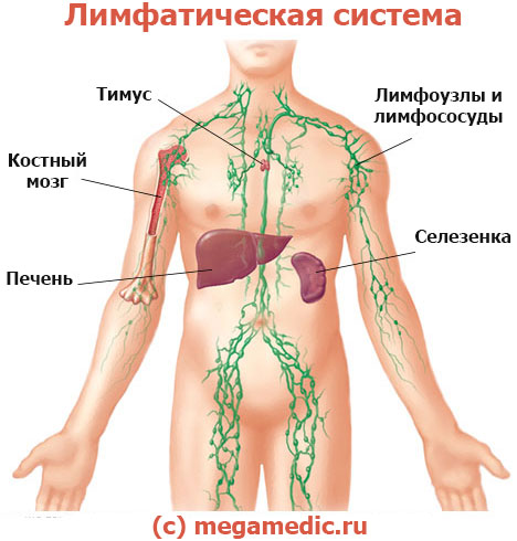 Лимфатическая система