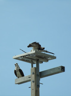Ospreys Ospreys