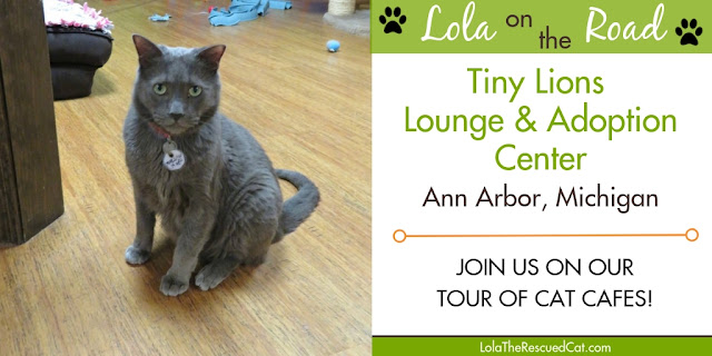 tiny lions lounge|cat cafes