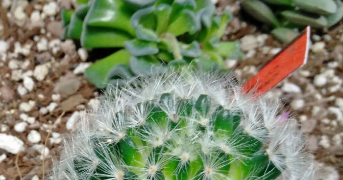 Mammillaria Lauii Home Of Succulents