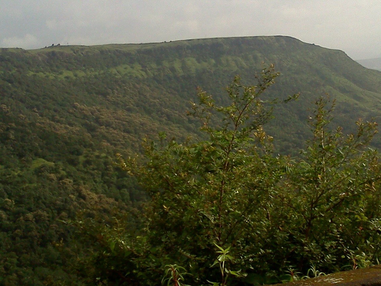 Travel Thrills Kaas valley of flowers, Satara, Maharashtra