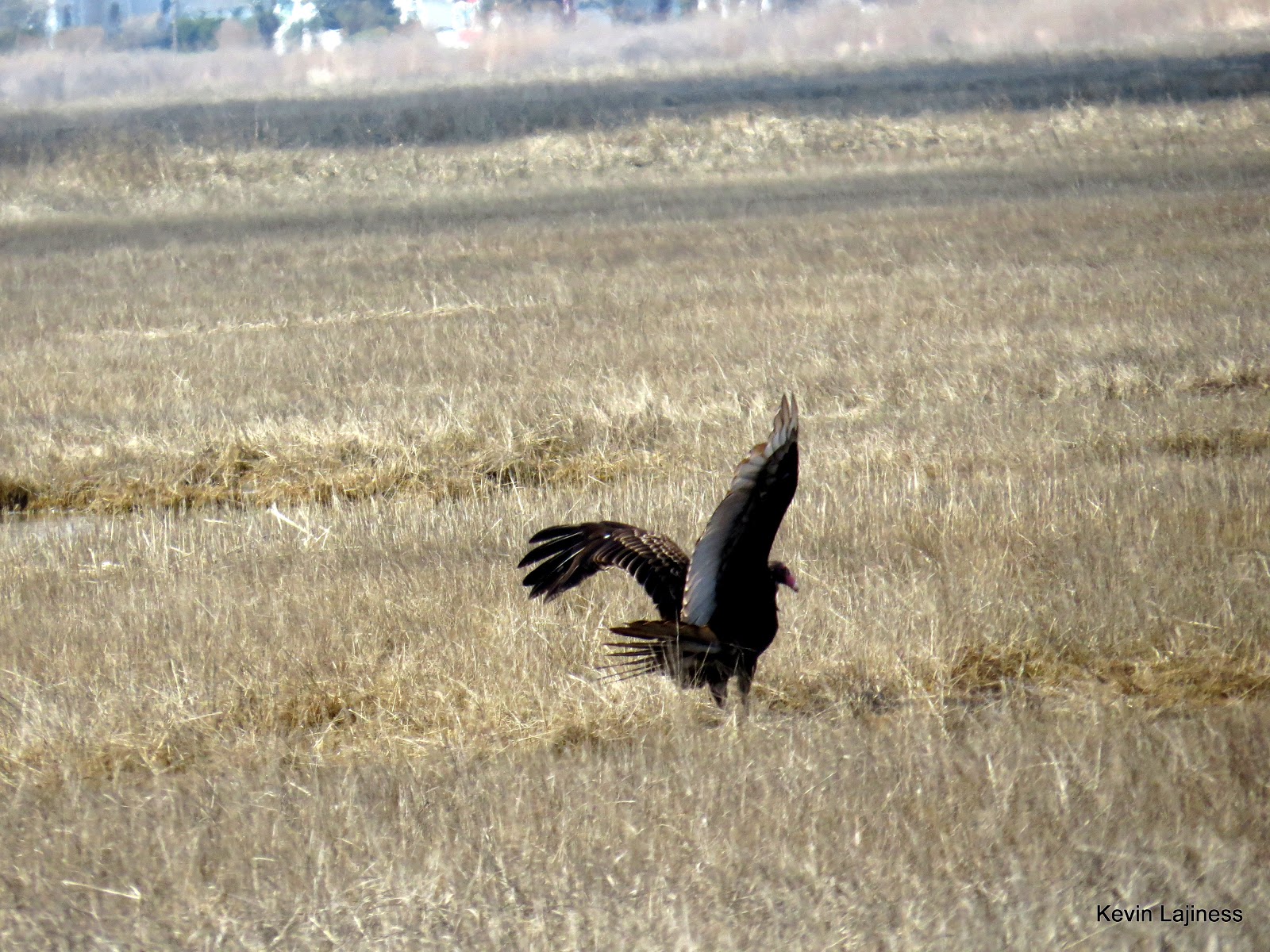 Seaview Docks and Patcong Creek Turkey Buzzard in Meadows 2nd Day of