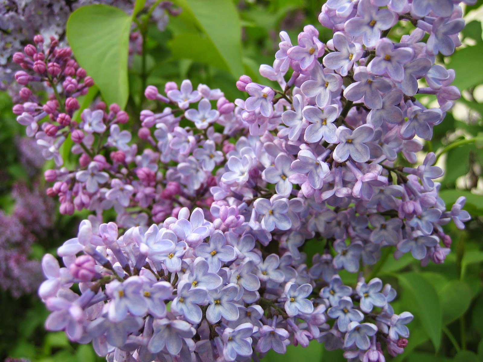 Willowbrook Park: We'll gather lilacs...