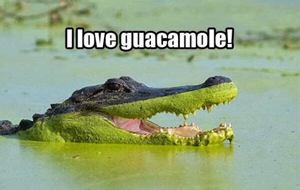30 Funny animal captions - part 21 (30 pics), captioned animal pictures, crocodile i love guacamole