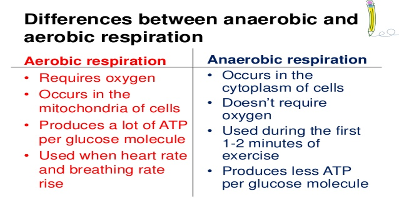 Science8: Semester 1, Chapter 4 - Respiratory System