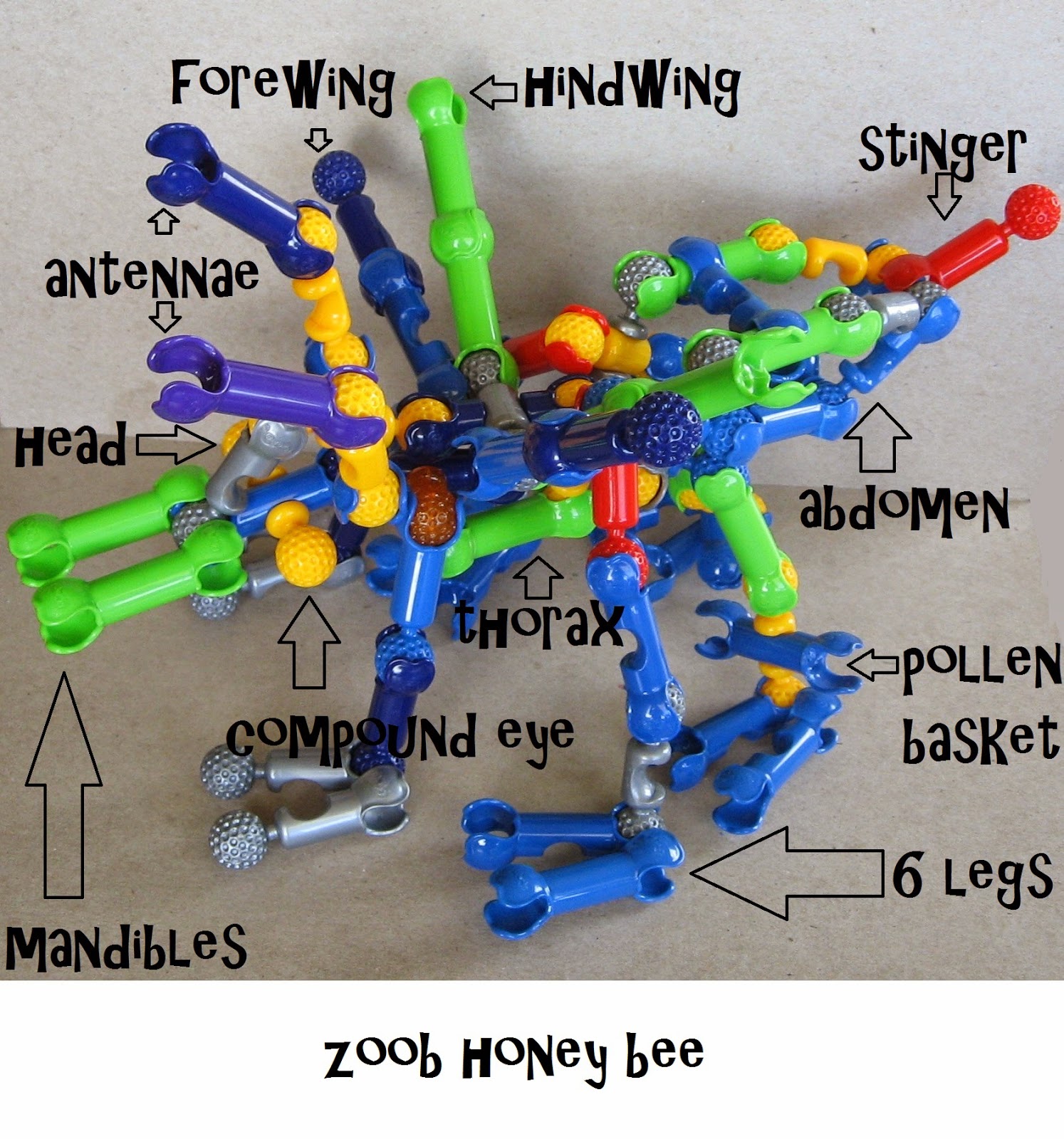 Almost Unschoolers The Evolution of a Zoob Honey Bee