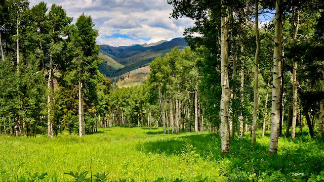 Економска важност на шумските ресурси - Шумарите