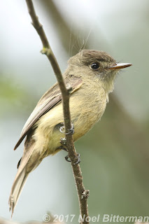 Hispaniolan Pewee