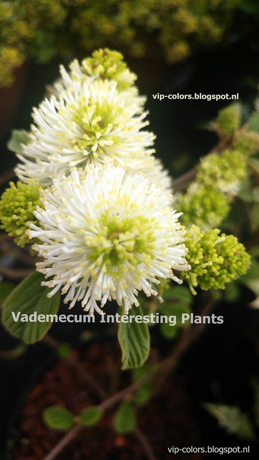 Flora Wonder Blog Grafting This On That