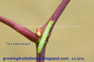 ブドウの害虫スズメガ系の幼虫
