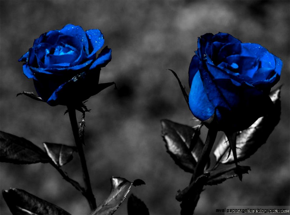 Lamborghini Black Car Wallpapers Desktop with HD Quality White