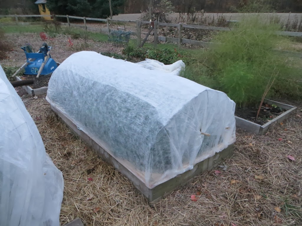 the common milkweed Sturdy Low Tunnels for Raised Beds, Part 1