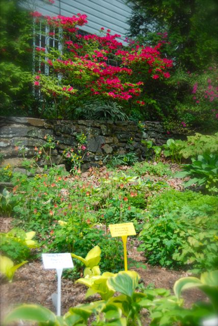 Pretty view to the house which is dotted with chartreuse in the hostas and red in the wild columbine (Aquilegia canadensis) and the azalea.
