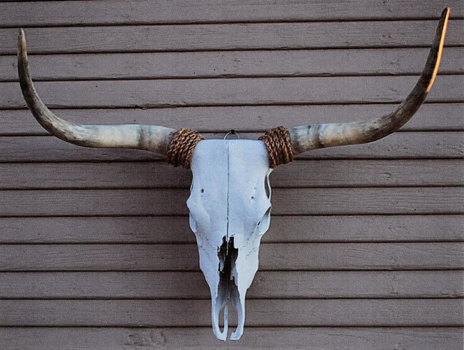 череп быка в интерьере