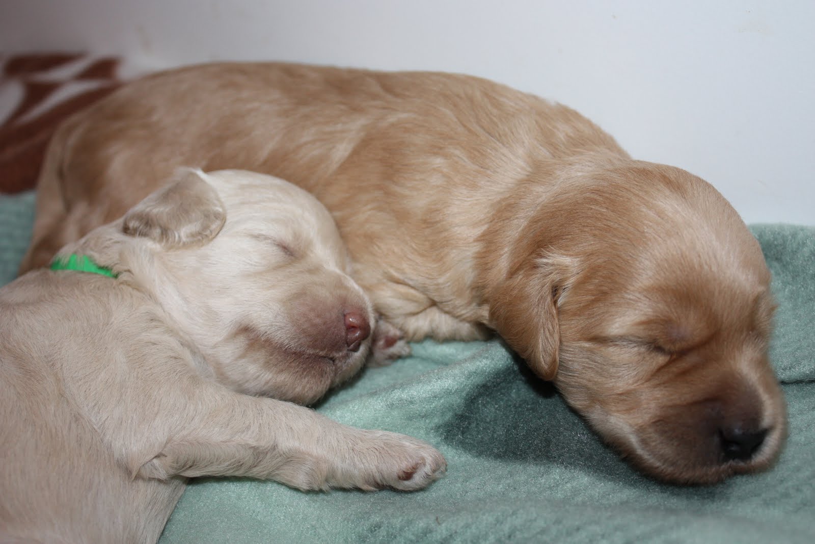 summer-hunter-puppies-2-weeks-old-prairie-doodles-at-koocanusa
