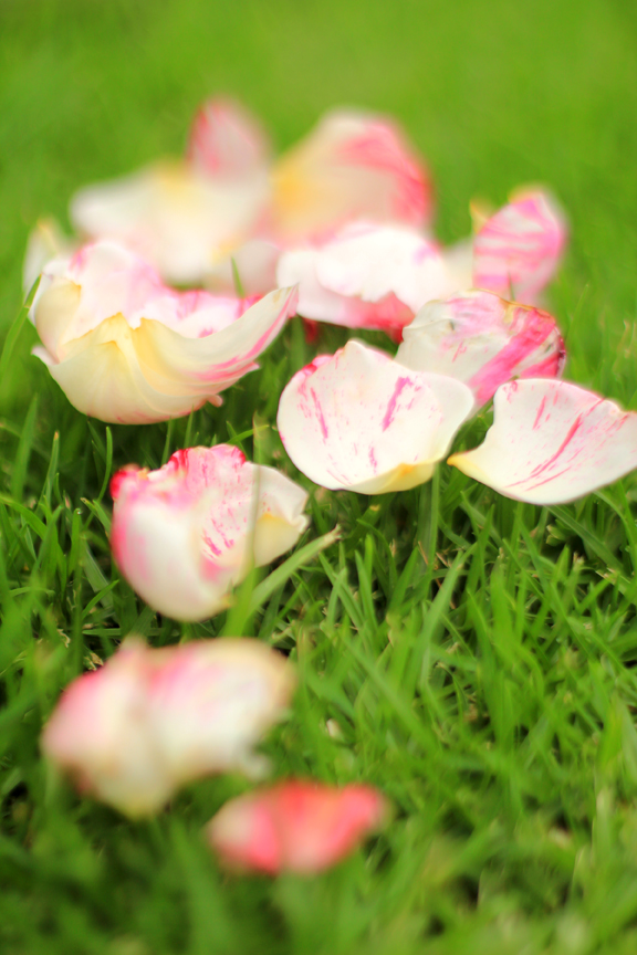 Mademoiselle Mermaid Friday Flower Pick Peppermint Candy Striped Rose