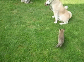Funny animal gifs - part 102 (10 gifs), funny gif, dog adopts baby foxes