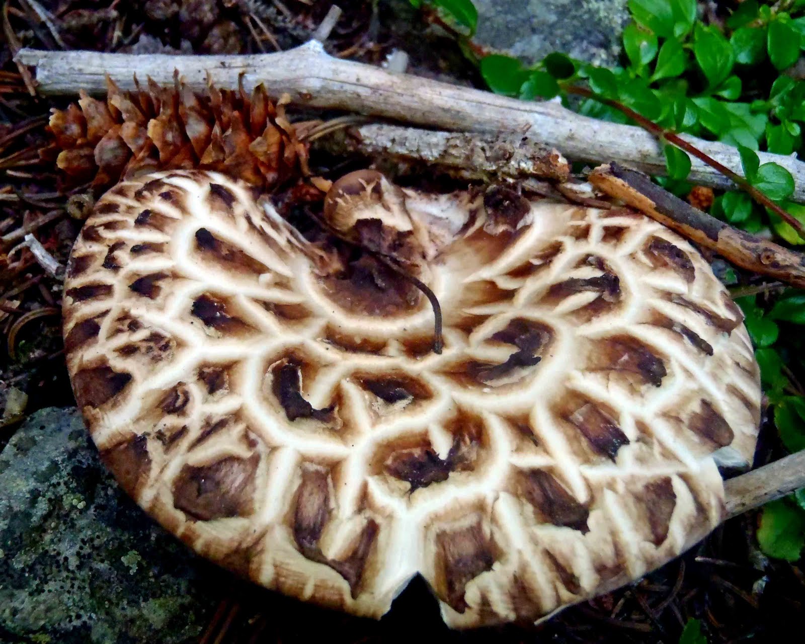 Lessons from the Mushrooming Season Learning to Appreciate NonChoice