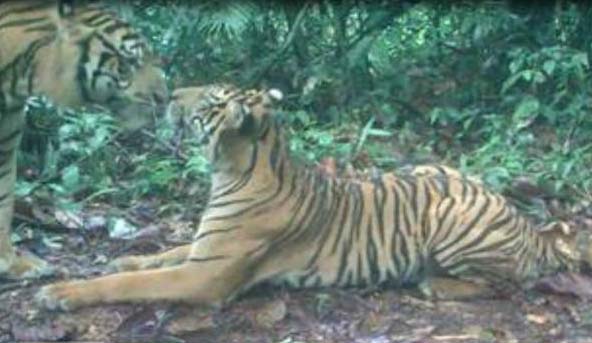 Sepasang harimau sumatera. Sepasang harimau sumatera.