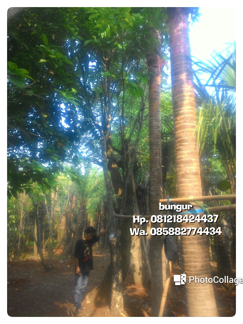Tukang Taman Murah : Jual pohon bungur bunga ungu | pohon peneduh