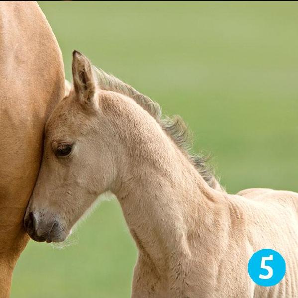 Test: ¿Cuál caballo es el que más te gusta? El que selecciones te dirá tu fortuna