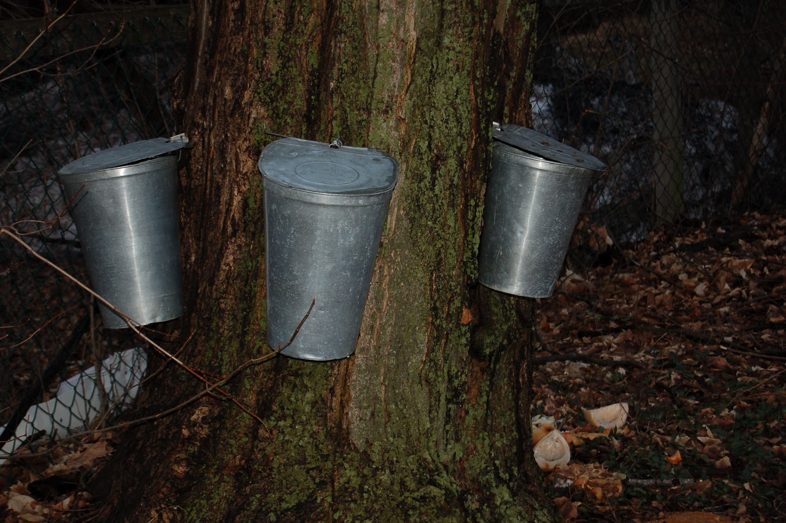 Combien D Eau D érable Pour 1 Gallon De Sirop 3 Jardins au Québec: Pas besoin d'avoir une cabane à sucre pour produire  son propre sirop d'érable !