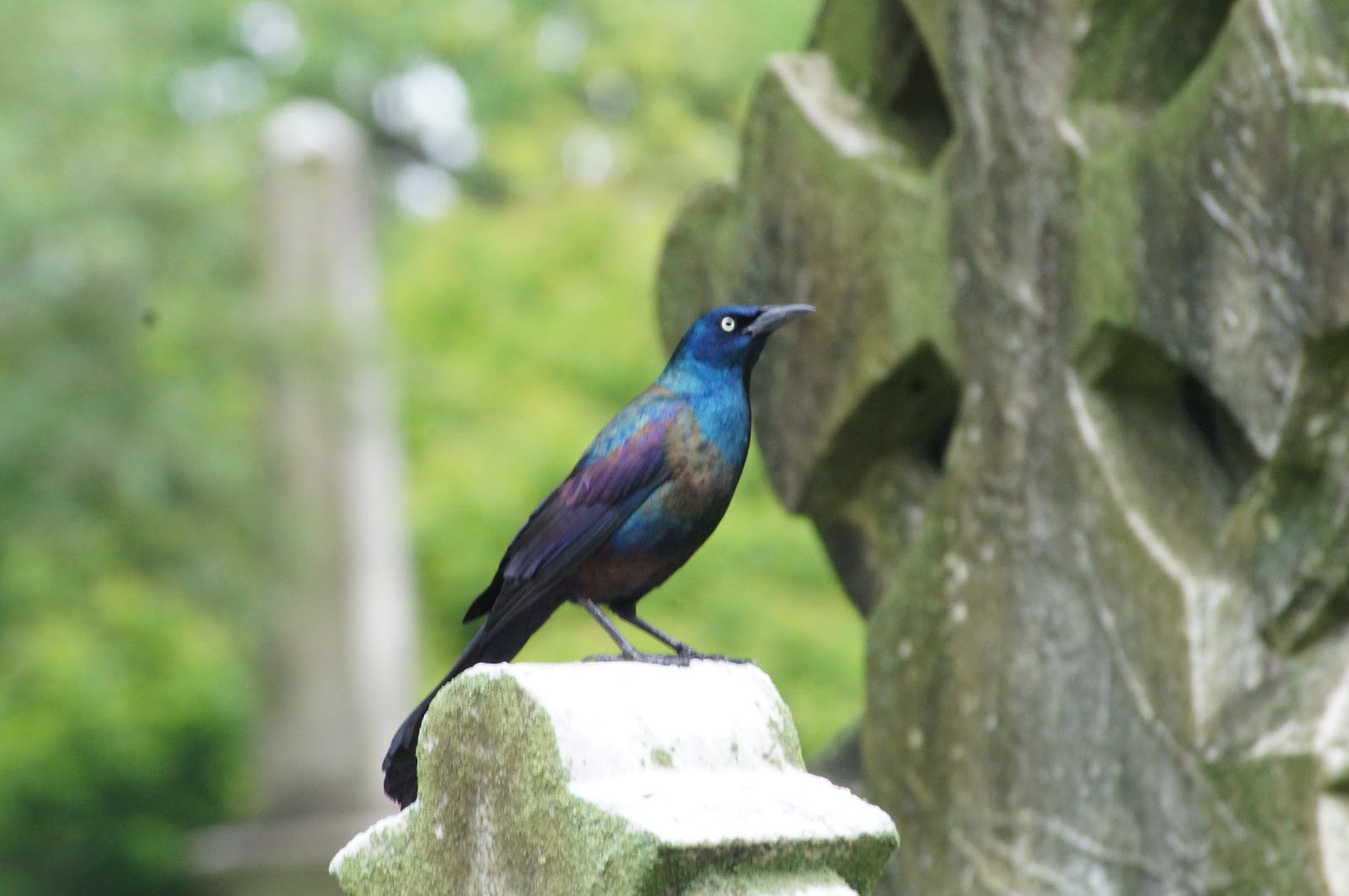 Things with Wings Mount Auburn Cemetery Birds