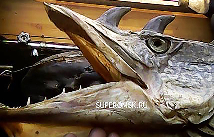 Pikes with horns were caught in Omsk region of Siberia.