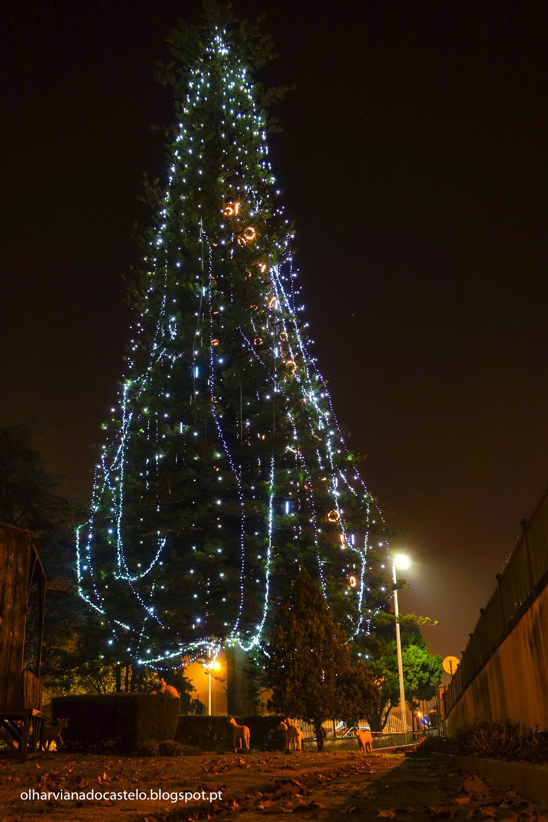 VIANA | Maior árvore natural de Natal da Europa não vai ser iluminada este  ano