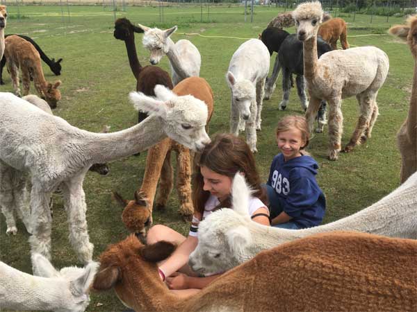Alpaka Geschenk Idee Urlaub Alpaka Farm