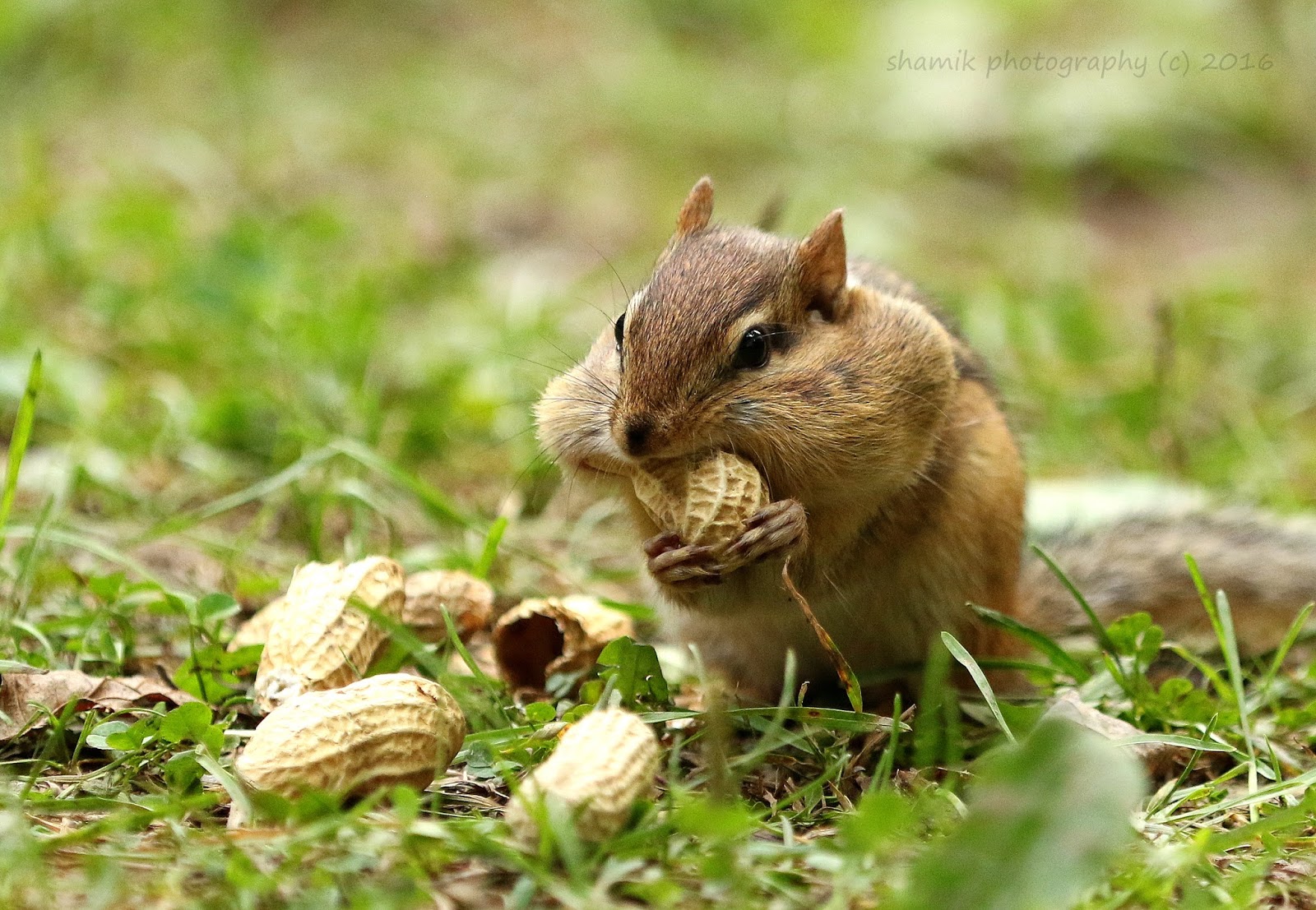 Shamik Photography Devoted to the Natural Elements Eastern Chipmunk