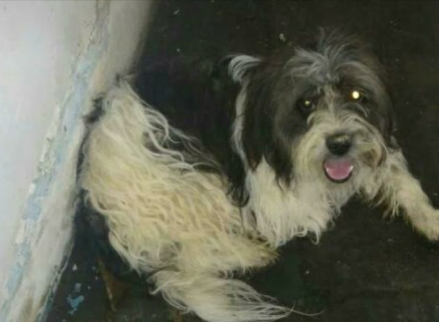 Cachorro é encontrado próximo ao INSS em Jacobina; secretaria procura por dono