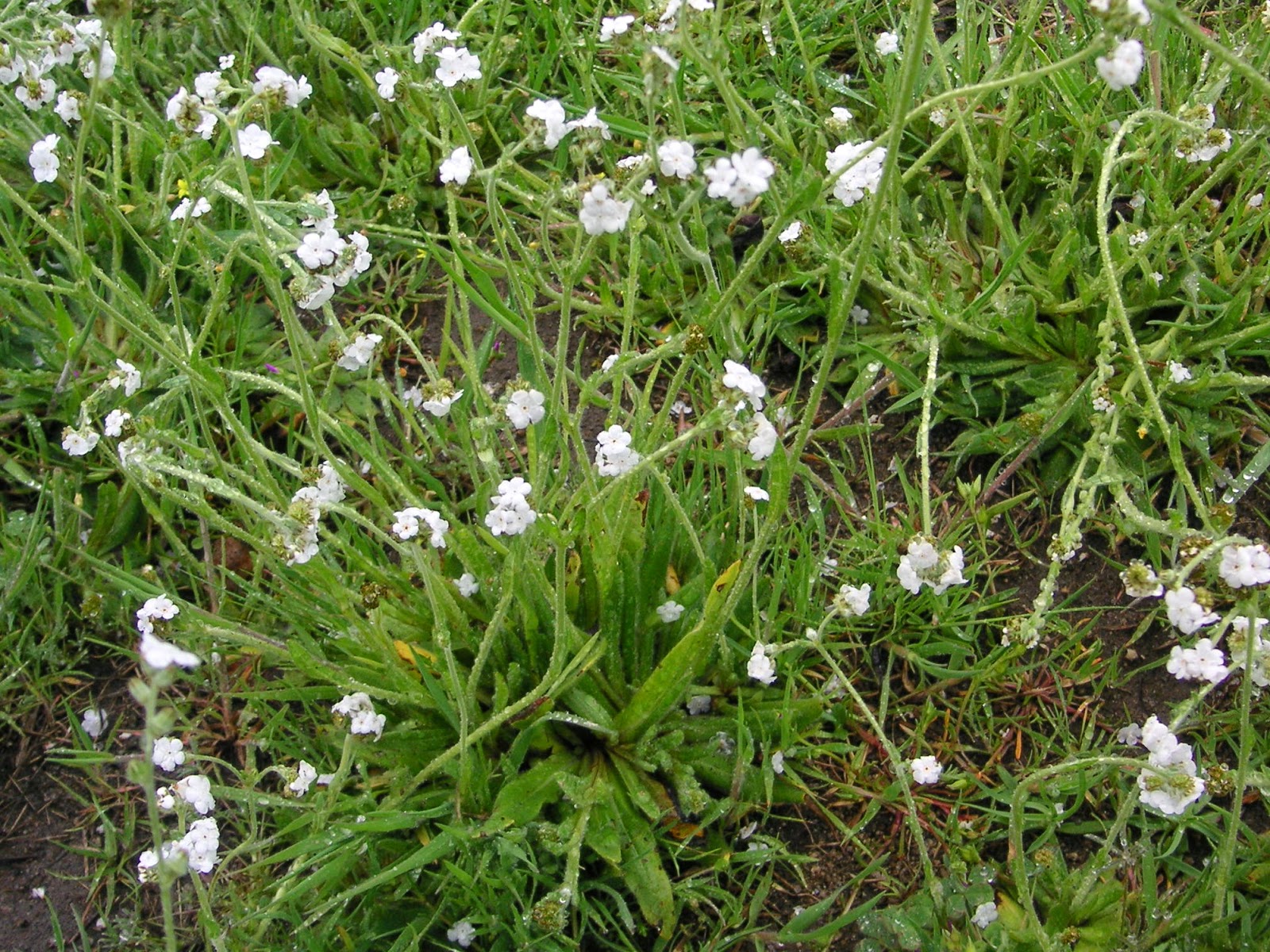 Nature ID rusty popcorn flower 03/26/14 Ahwahnee Hills