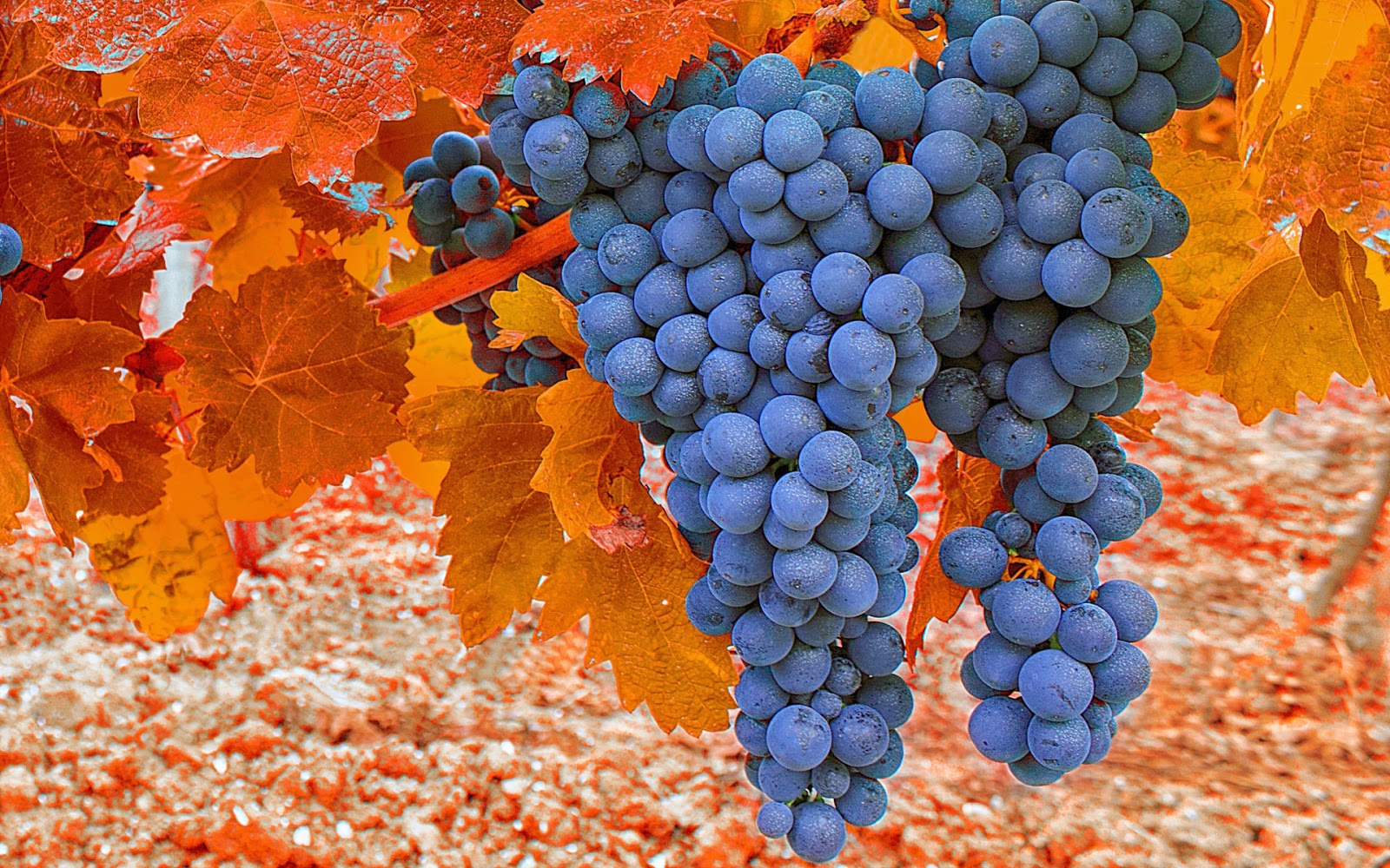 Виноград Фото Картинки – Telegraph