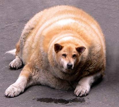 Cão mais gordo do mundo Clearance