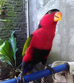 Suara Burung Nuri Kepala Hitam Untuk Materan