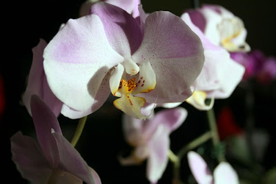 Focus on life: The beauty of flowers: The large pink orchid :: All Pretty Things