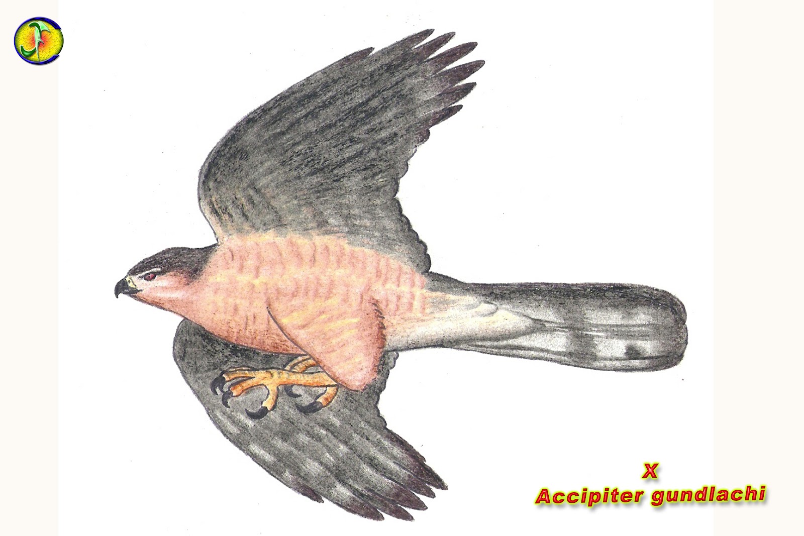 ORNITOLOGIA FalcãodeGundlachi (Accipiter gundlachi)