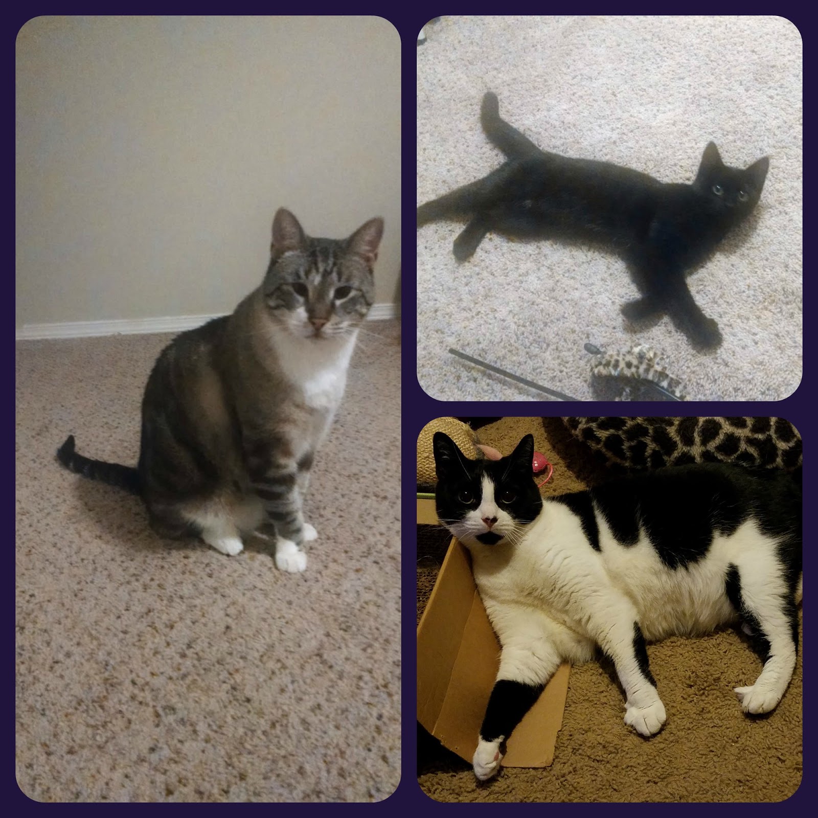 Missy's Views This Rescue Mama's Views On The Litter Genie