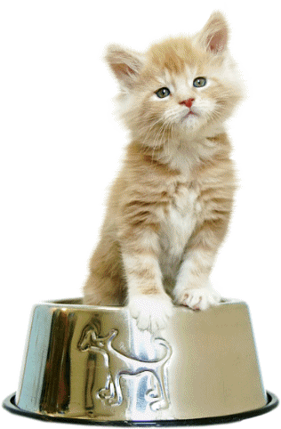 gato-gif.gif