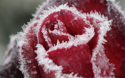 Beautiful red rose in winter wallpapers