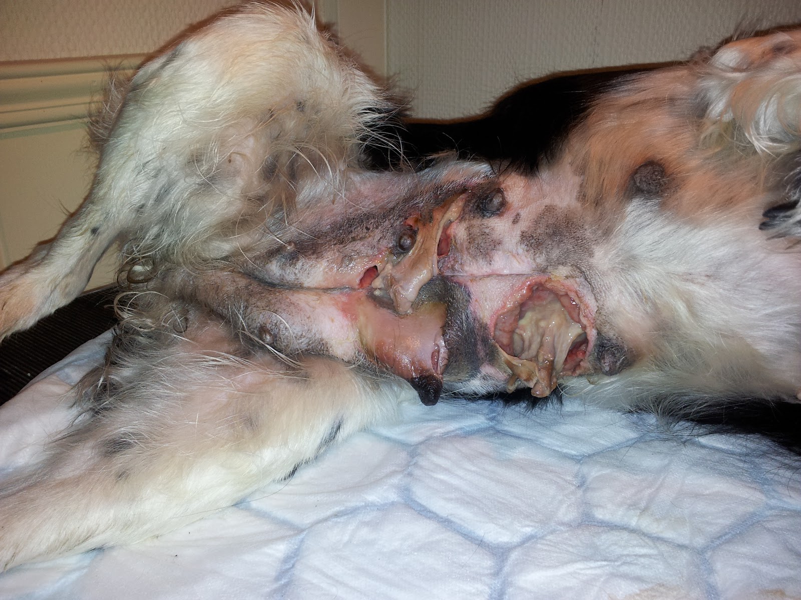 Kennel Mizora Ecoli mastitt